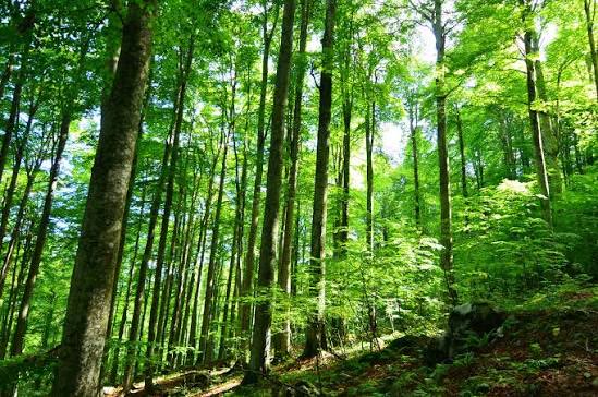 Il fitto bosco di faggi del Cansiglio, con la luce che filtra tra le chiome