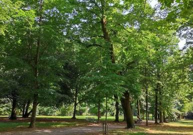 Un grande albero tra i prati alberati del Parco di Villa Margherita, a Treviso